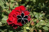 jewel flower black2 - historical glass