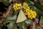 beige triangle - historical glass