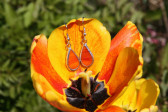 earrings fire - historical glass