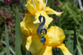 treble clef - historical glass