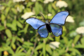 butterfly blue - historical glass