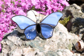 butterfly blue - historical glass