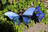 butterfly blue - historical glass