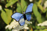 butterfly blue - historical glass